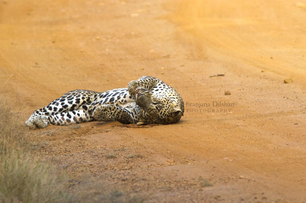 Hotel Willpattu Wild Watch Habawewa Exteriér fotografie