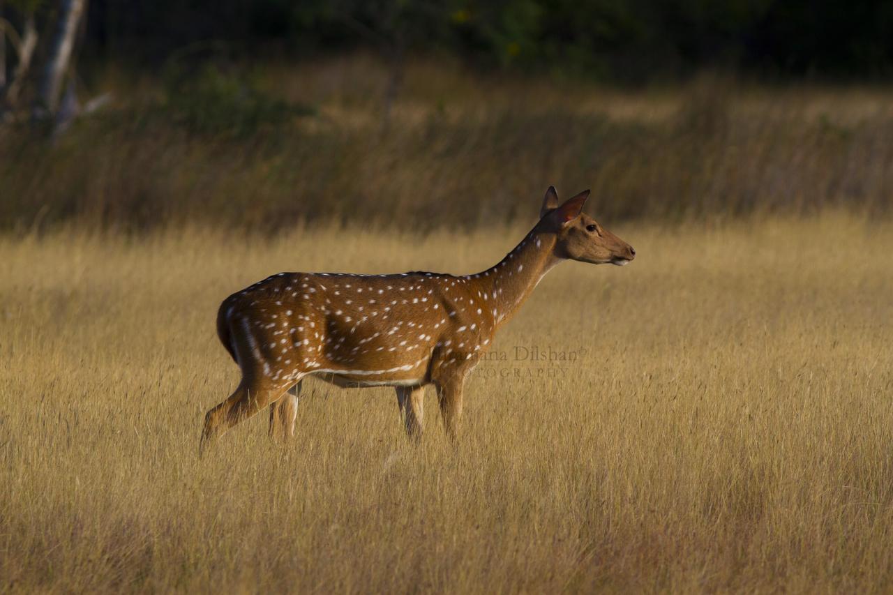 Hotel Willpattu Wild Watch Habawewa Exteriér fotografie