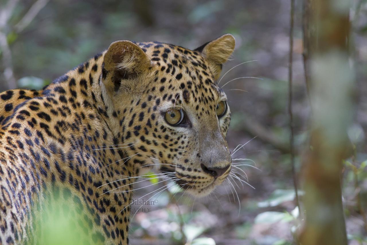 Hotel Willpattu Wild Watch Habawewa Exteriér fotografie
